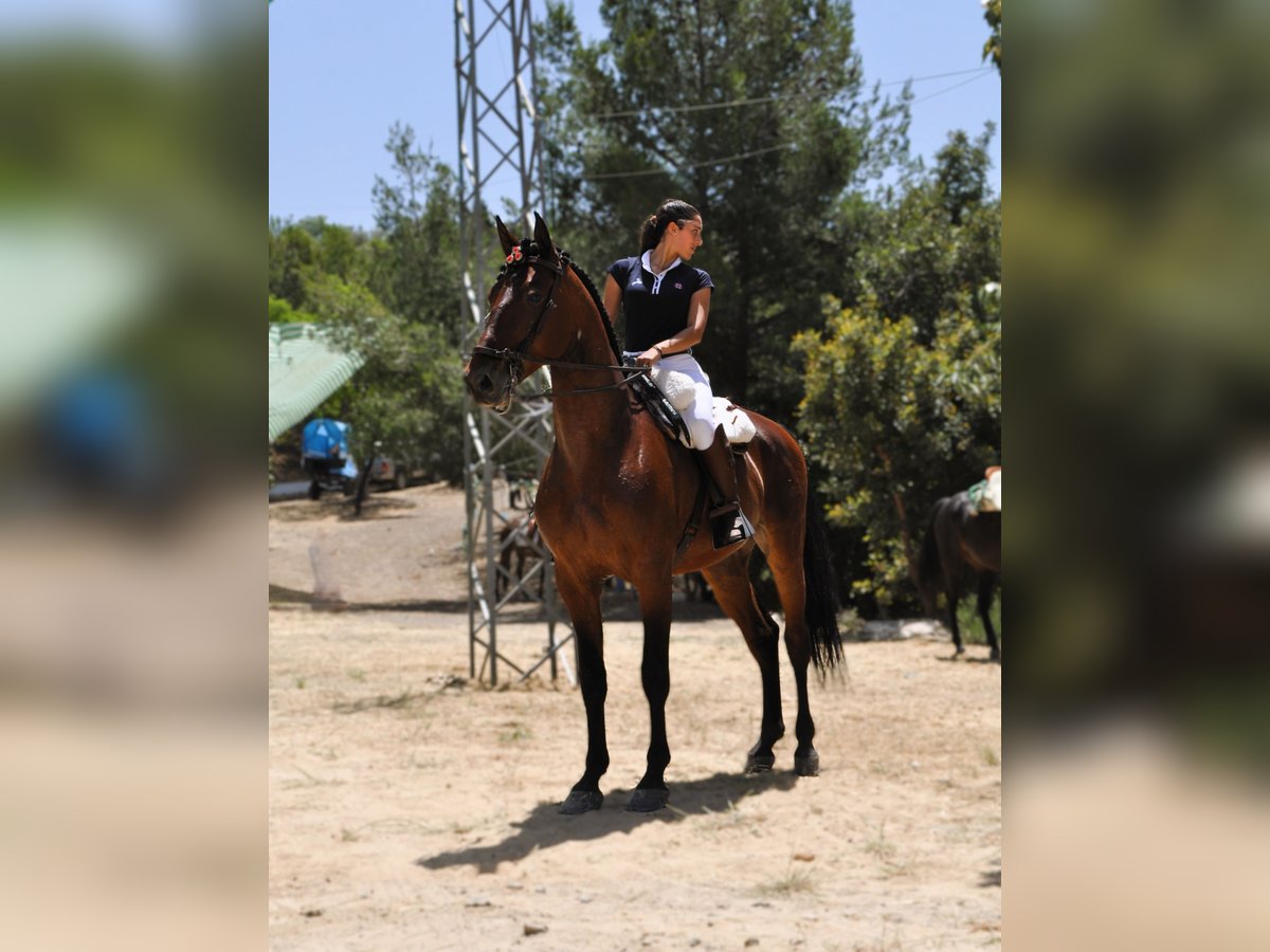 PRE Castrone 6 Anni 168 cm Baio in Riogordo