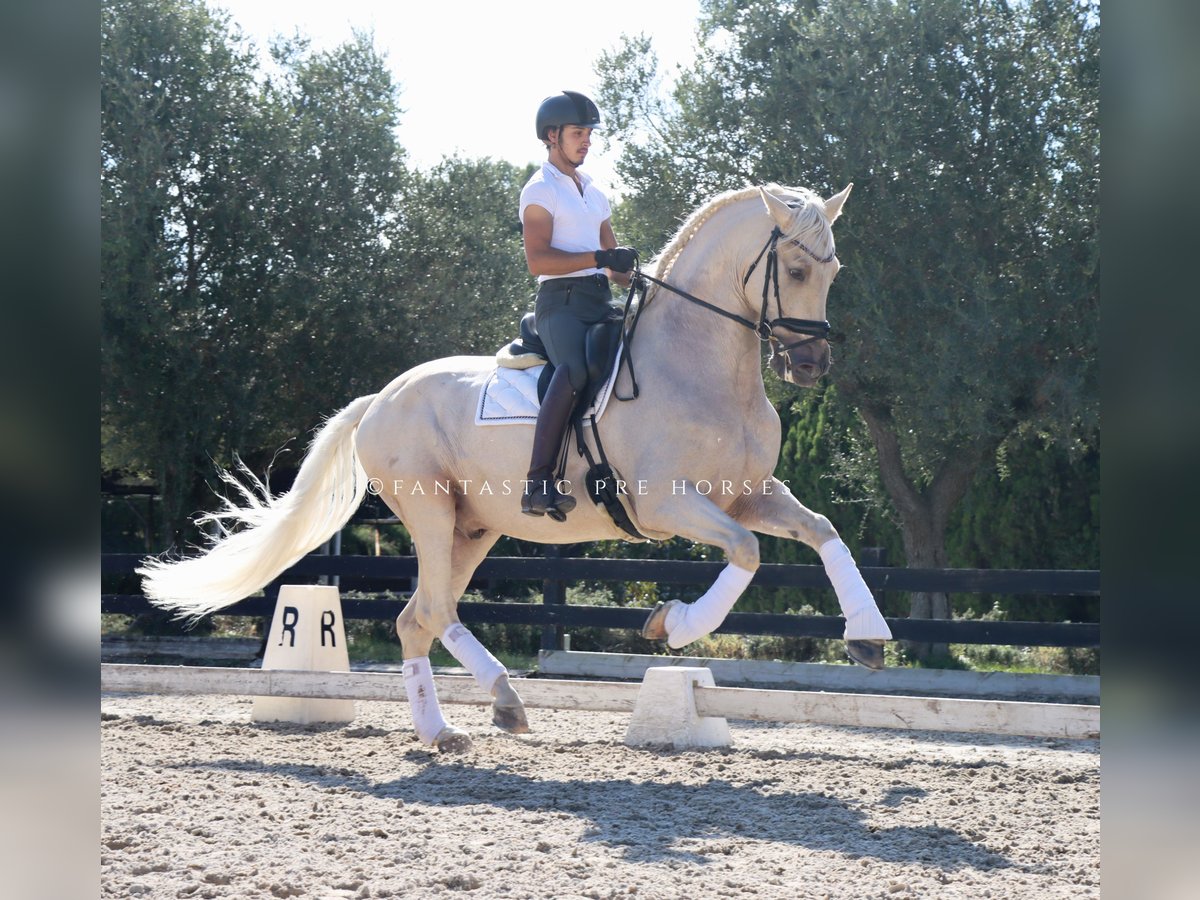 PRE Mix Castrone 6 Anni 168 cm Palomino in Santa Perpetua de Mogoda