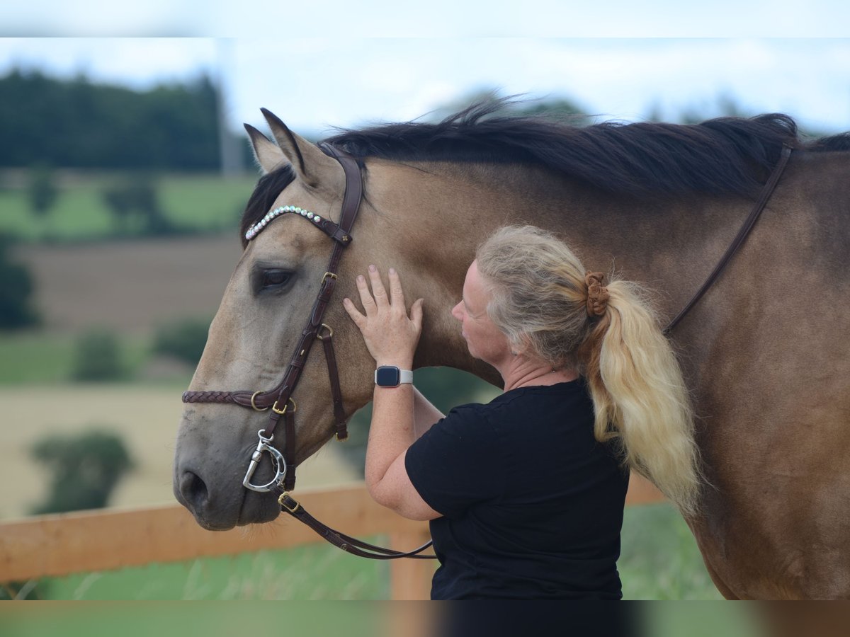 PRE Castrone 6 Anni 169 cm Pelle di daino in Grebenhain