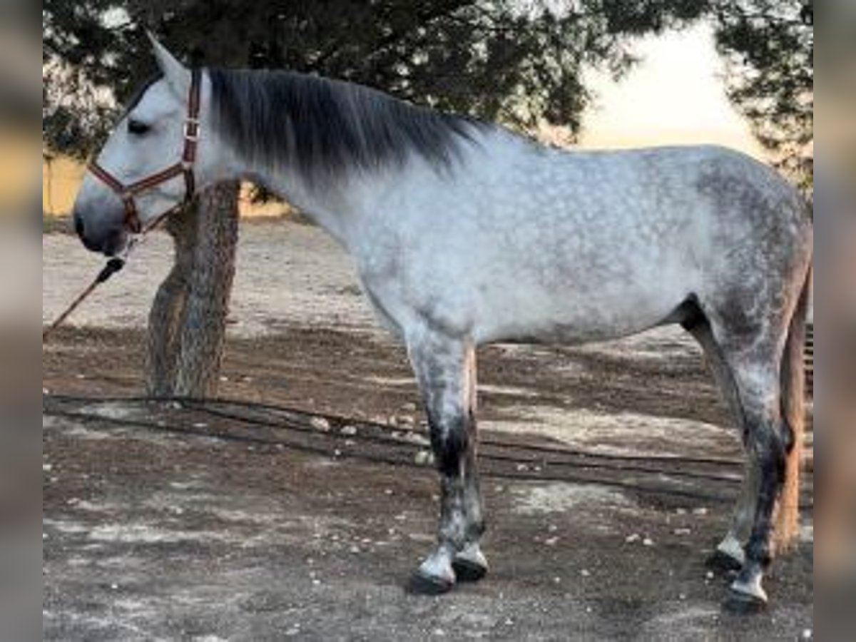 PRE Mix Castrone 6 Anni 173 cm Grigio in Alicante/Alacant