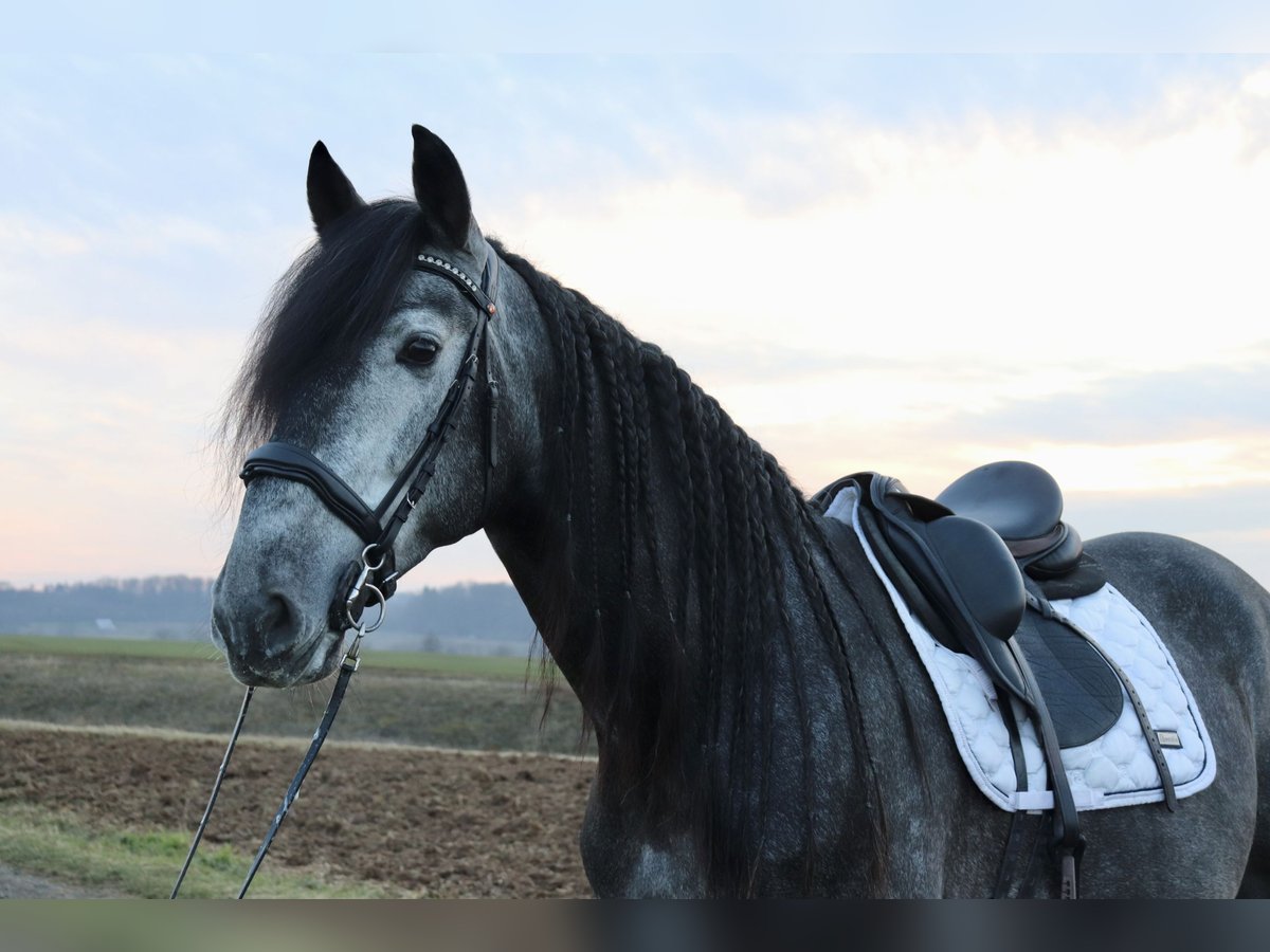 PRE Castrone 6 Anni 175 cm Grigio in Schöneck