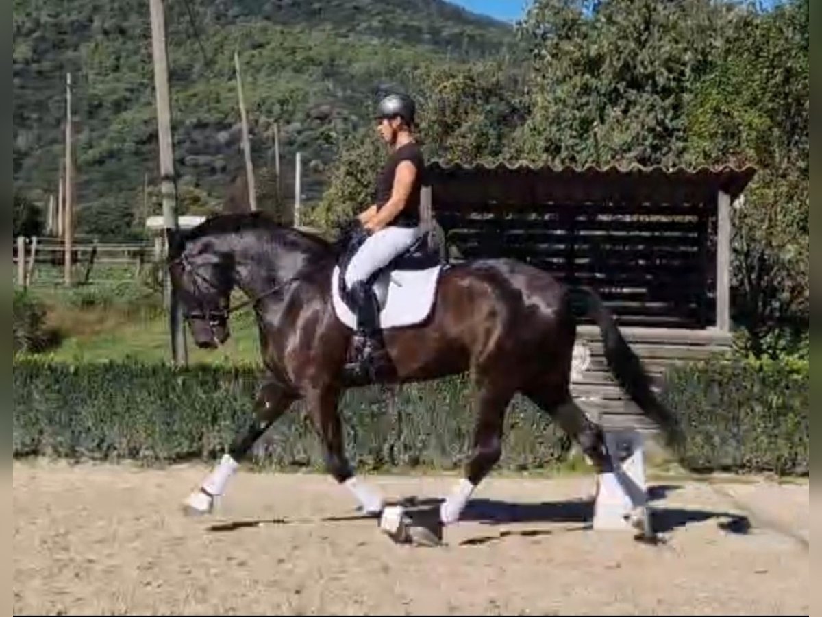 PRE Mix Castrone 6 Anni 175 cm Morello in Santa Maria De Palautordera