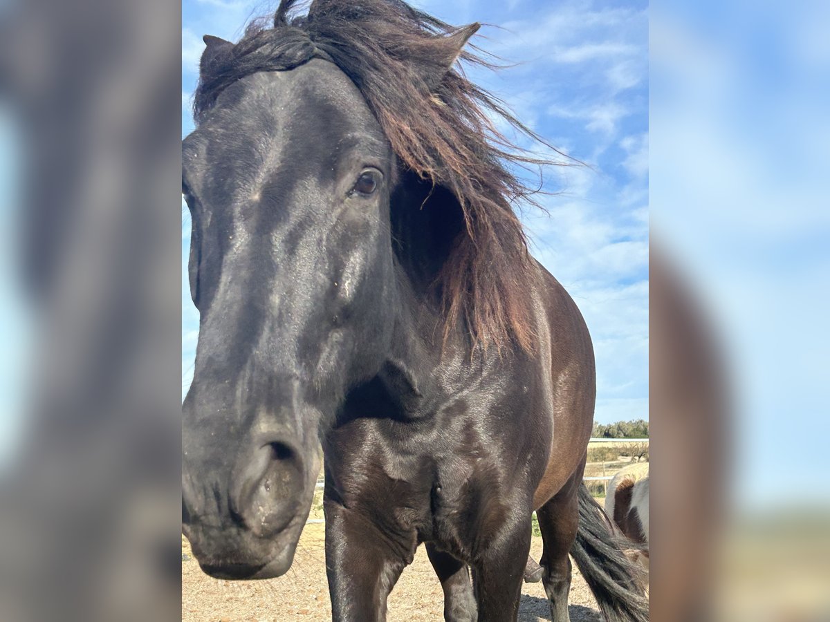 PRE Mix Castrone 7 Anni 160 cm Morello in Manacor