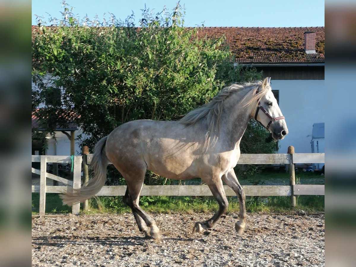 PRE Mix Castrone 7 Anni 162 cm Grigio in Ampfing