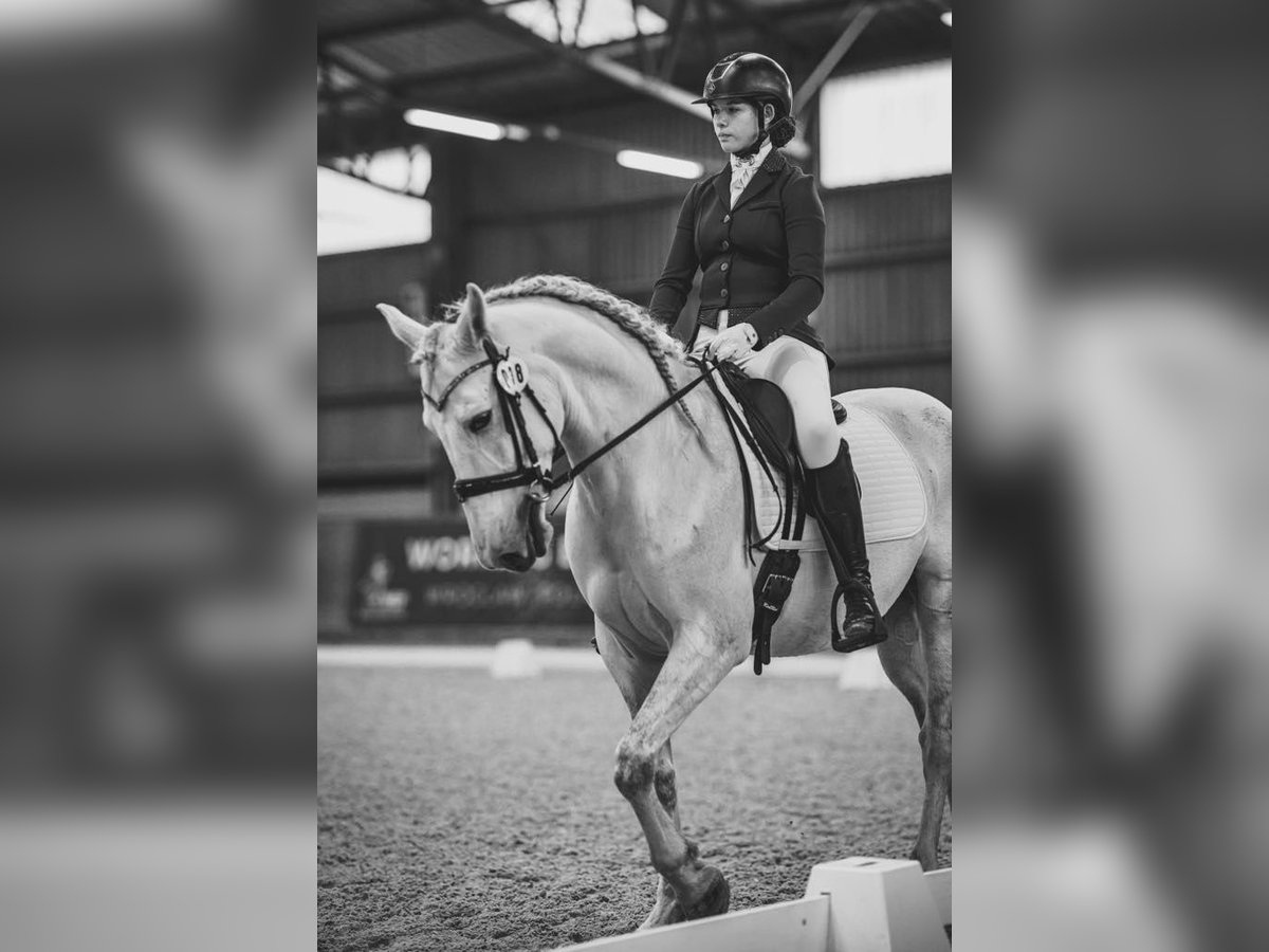 PRE Castrone 7 Anni 164 cm Grigio in &#x141;&#xF3;d&#x17A;