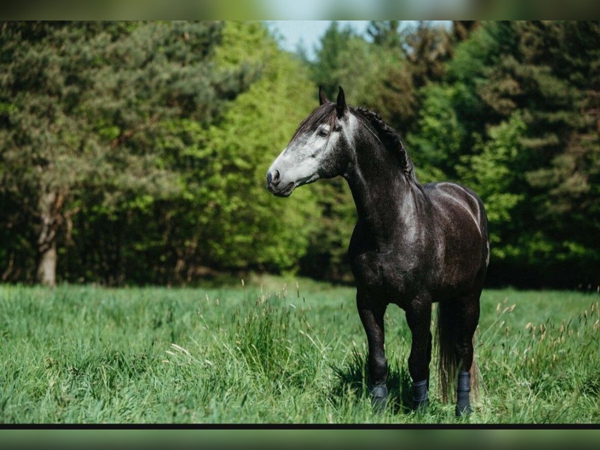 PRE Mix Castrone 7 Anni 164 cm Grigio ferro in Neum&#xFC;nster