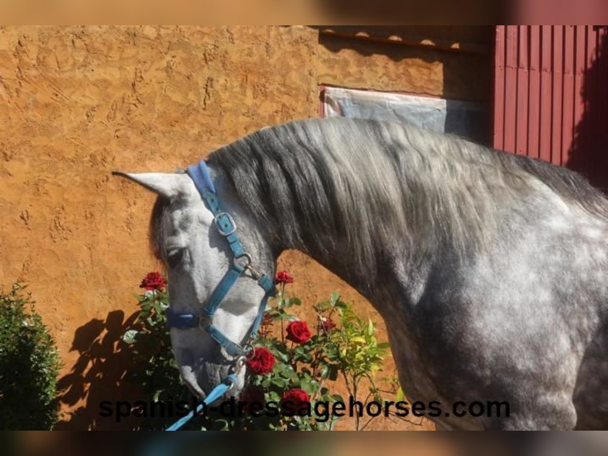 PRE Castrone 7 Anni 165 cm Grigio in Barcelona