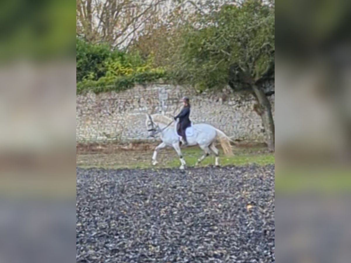 PRE Mix Castrone 7 Anni 165 cm Grigio in Troarn