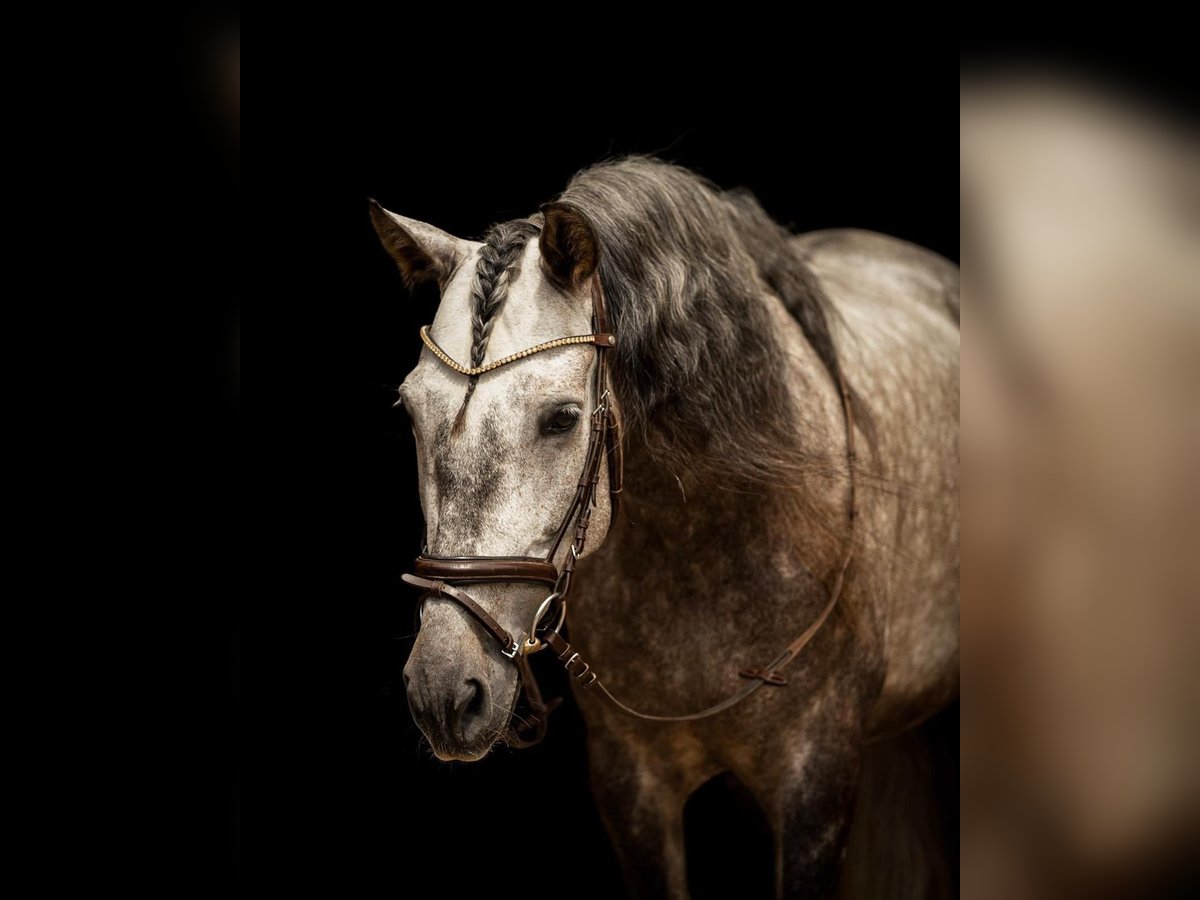 PRE Castrone 7 Anni 165 cm Grigio pezzato in Göllersdorf