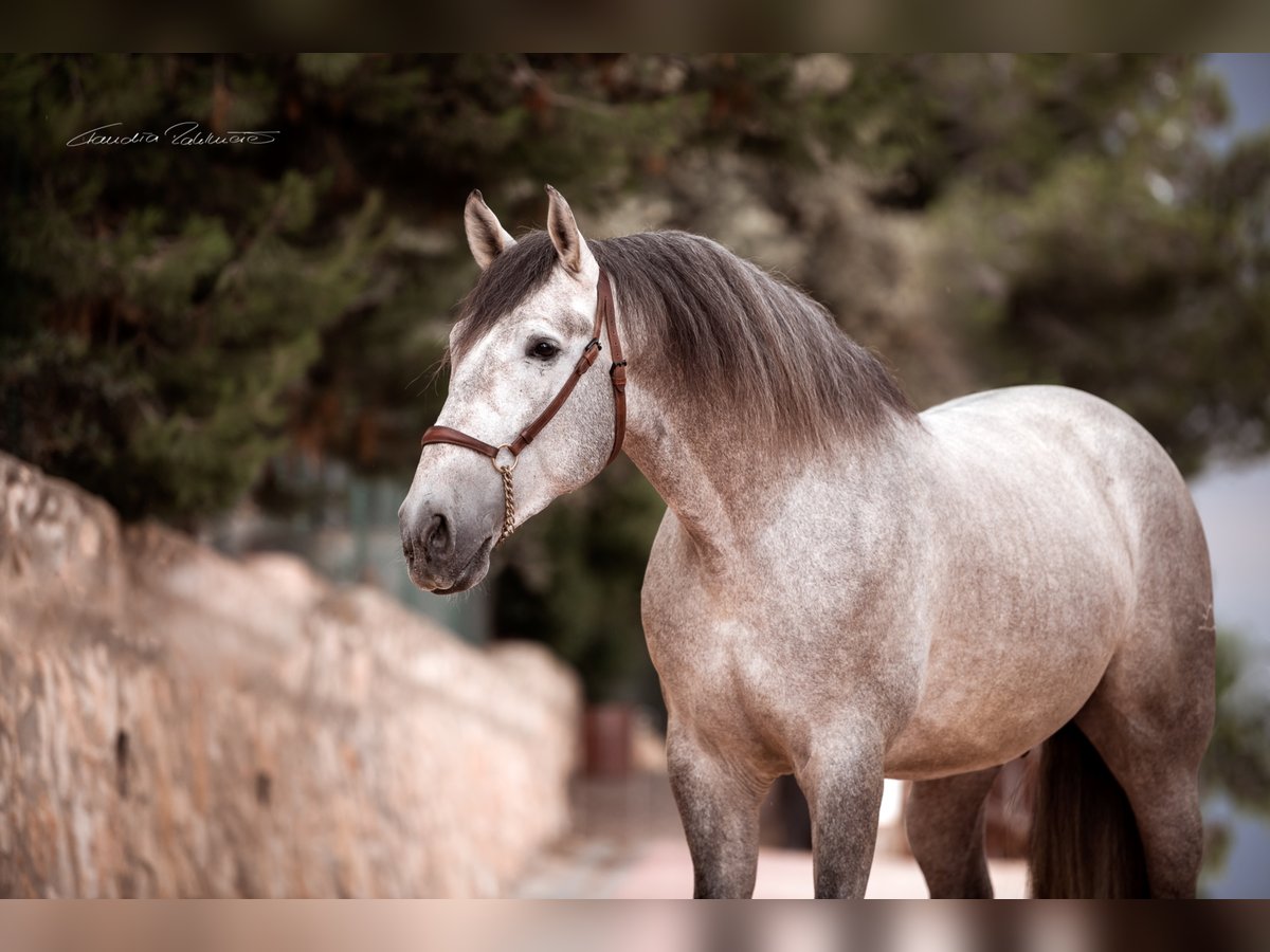 PRE Mix Castrone 7 Anni 175 cm in El Catllar