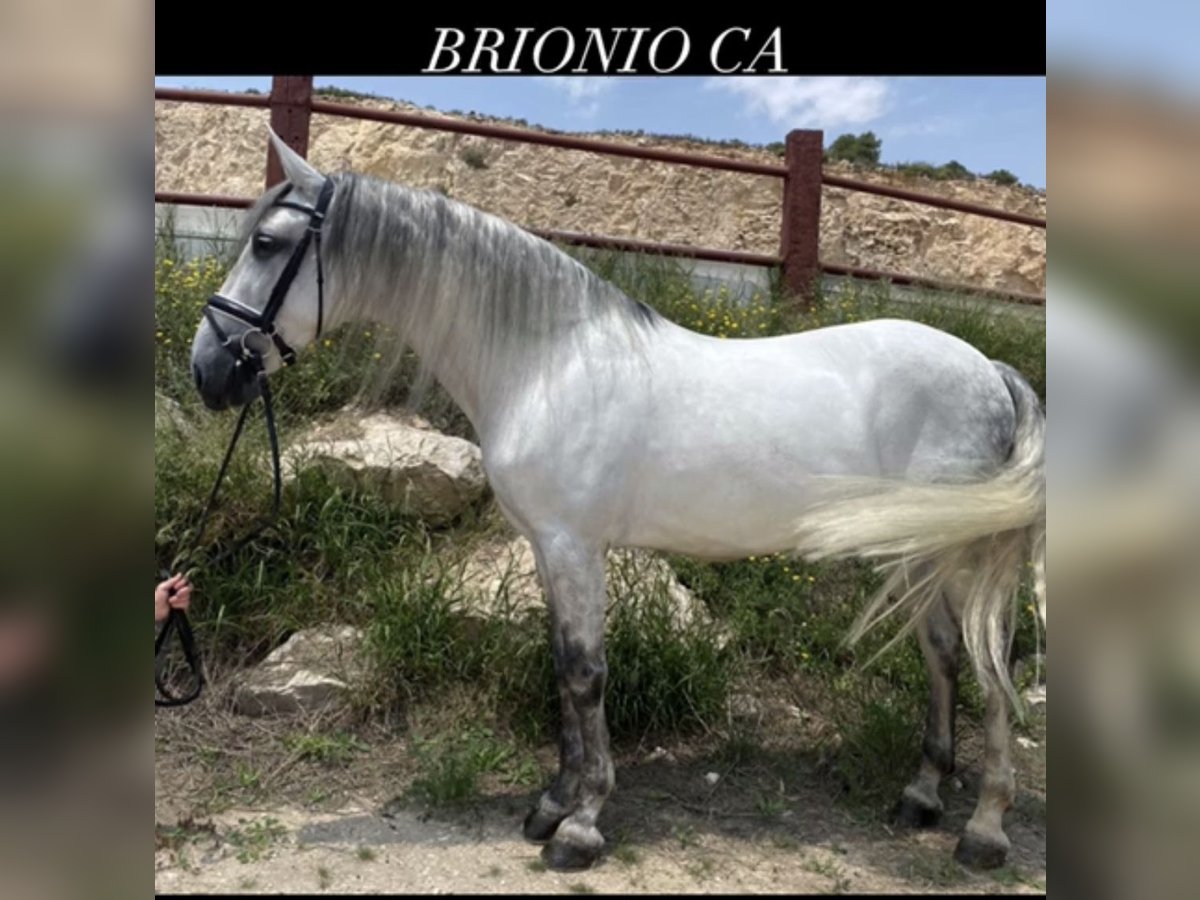 PRE Castrone 8 Anni 160 cm Grigio in Fuendetodos