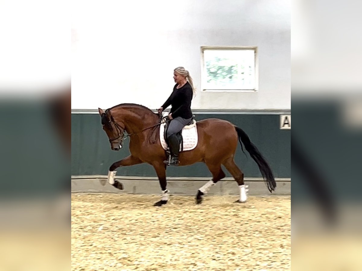 PRE Castrone 8 Anni 161 cm Baio in Niederkr&#xFC;chten