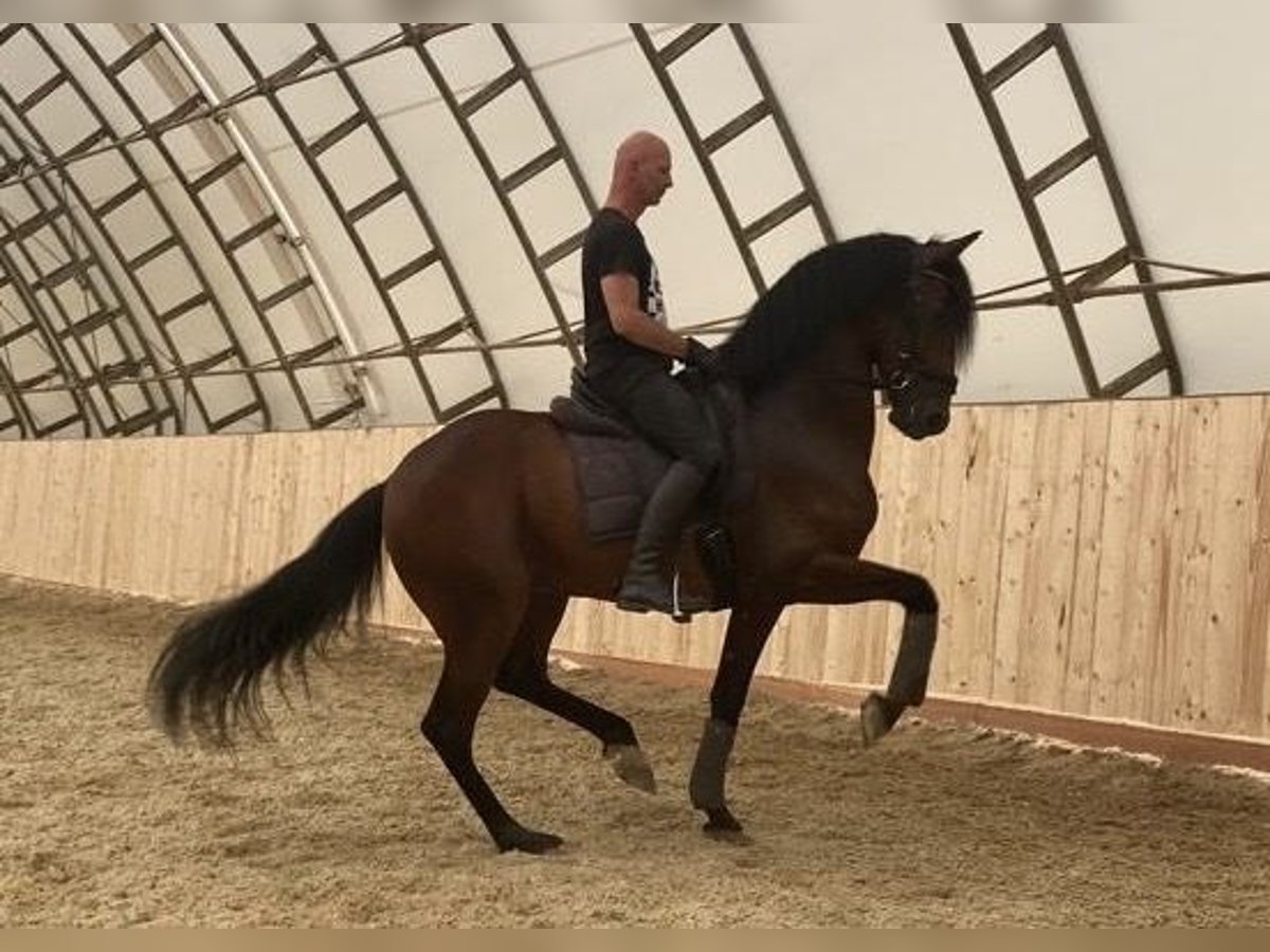 PRE Mix Castrone 8 Anni 172 cm Baio in Krumpendorf