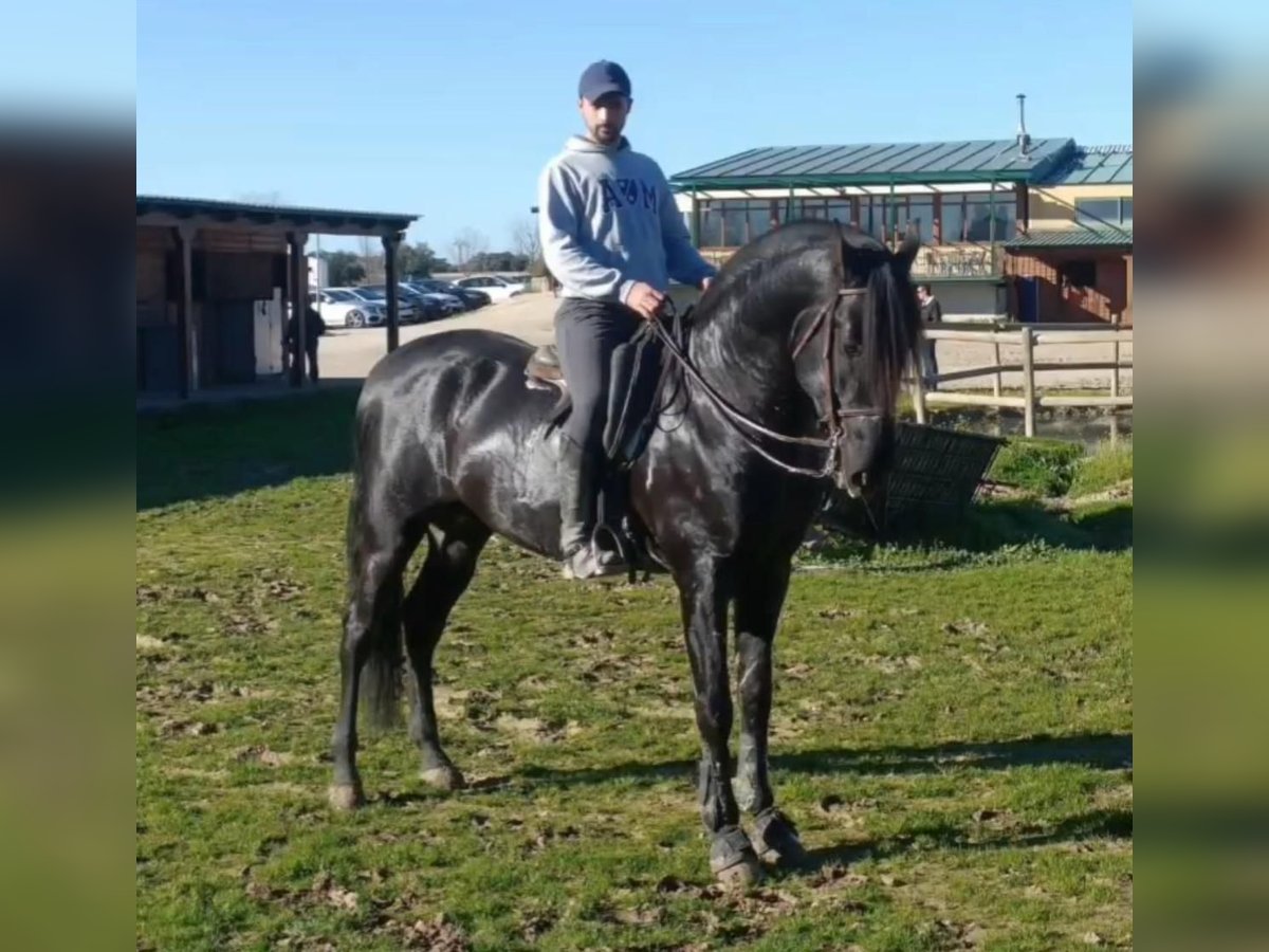 PRE Mix Castrone 8 Anni 178 cm Morello in Almorox