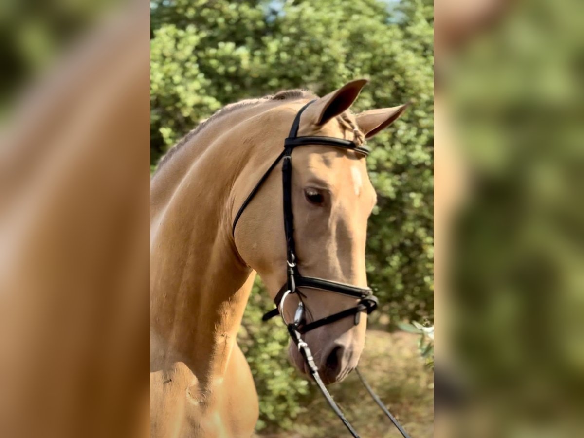 PRE Mix Castrone 9 Anni 159 cm Champagne in Bad Lauterberg im Harz
