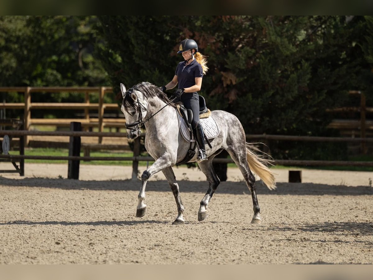 PRE Castrone 9 Anni 164 cm Grigio in Grebenhain