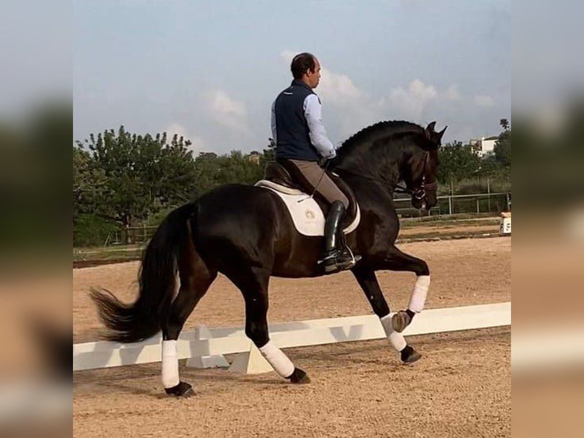 PRE Mix Castrone 9 Anni 165 cm Morello in Norton