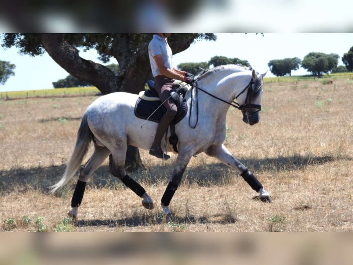 PRE Croisé Étalon 10 Ans 162 cm Gris in NAVAS DEL MADRONO