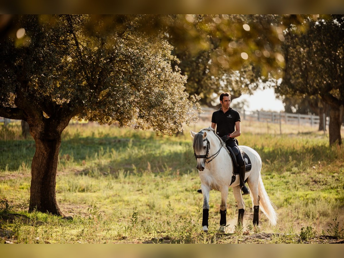 PRE Étalon 10 Ans 164 cm Gris in Salamanca