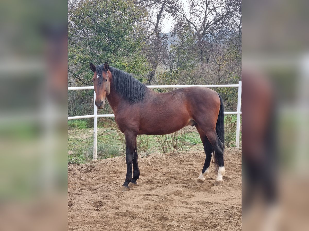 PRE Étalon 10 Ans 165 cm Bai cerise in Navalcarnero