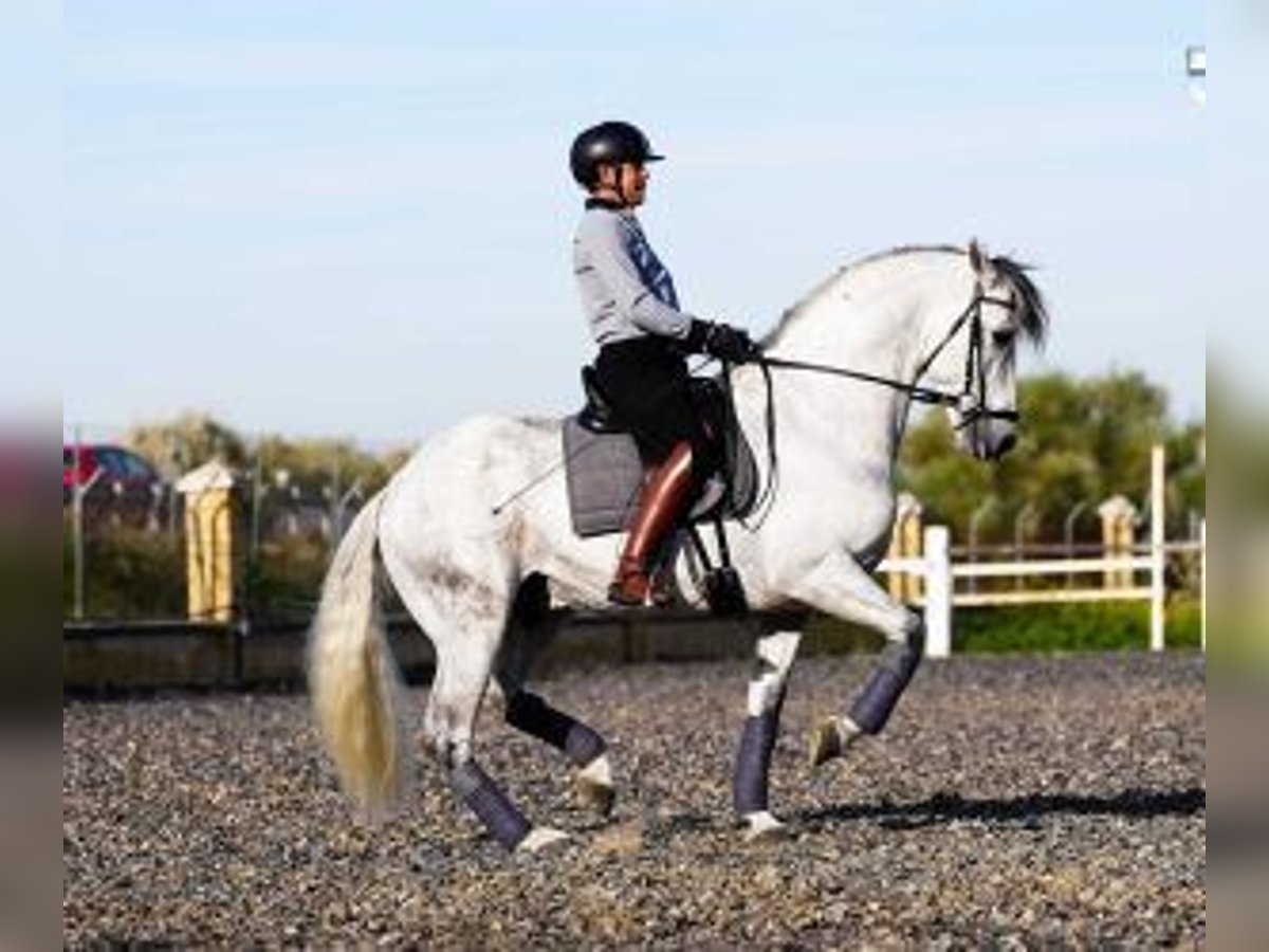 PRE Croisé Étalon 10 Ans 165 cm Gris in Sevilla