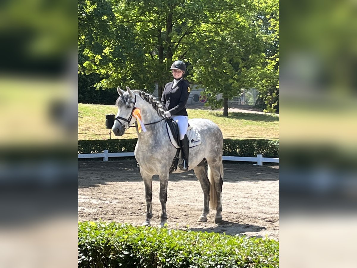 PRE Étalon 10 Ans 165 cm Gris in Gundelfingen