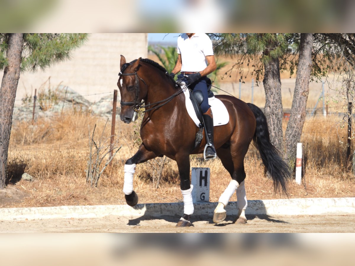 PRE Croisé Étalon 10 Ans 168 cm Bai cerise in NAVAS DEL MADRONO