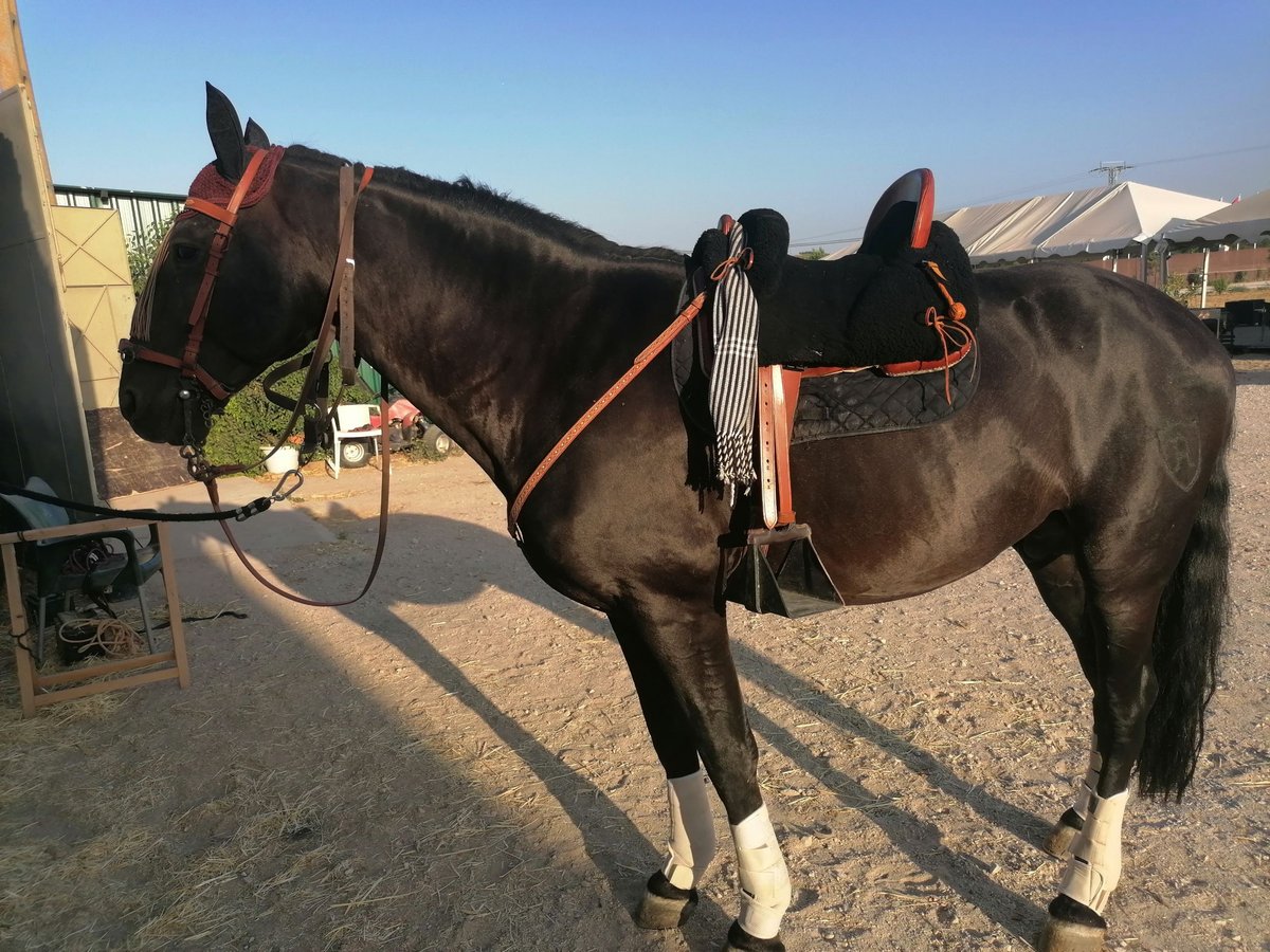 PRE Croisé Étalon 10 Ans 168 cm Noir in Arganda Del Rey