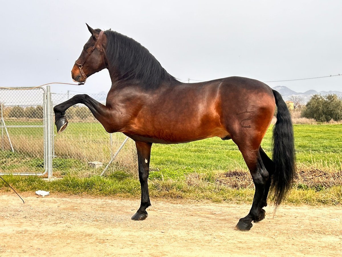 PRE Croisé Étalon 10 Ans 174 cm Bai in Rafelguaraf