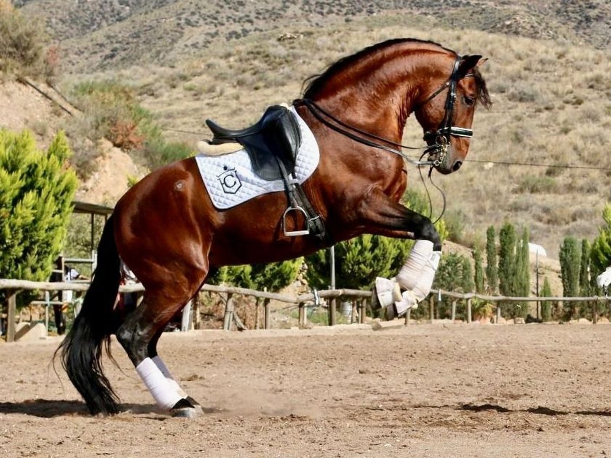 PRE Croisé Étalon 10 Ans 175 cm Bai cerise in NAVAS DEL MADRONO