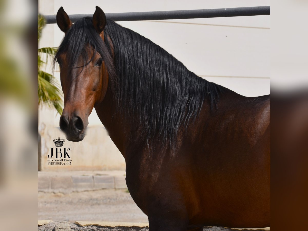 PRE Croisé Étalon 11 Ans 162 cm Bai in Tabernas Almeria