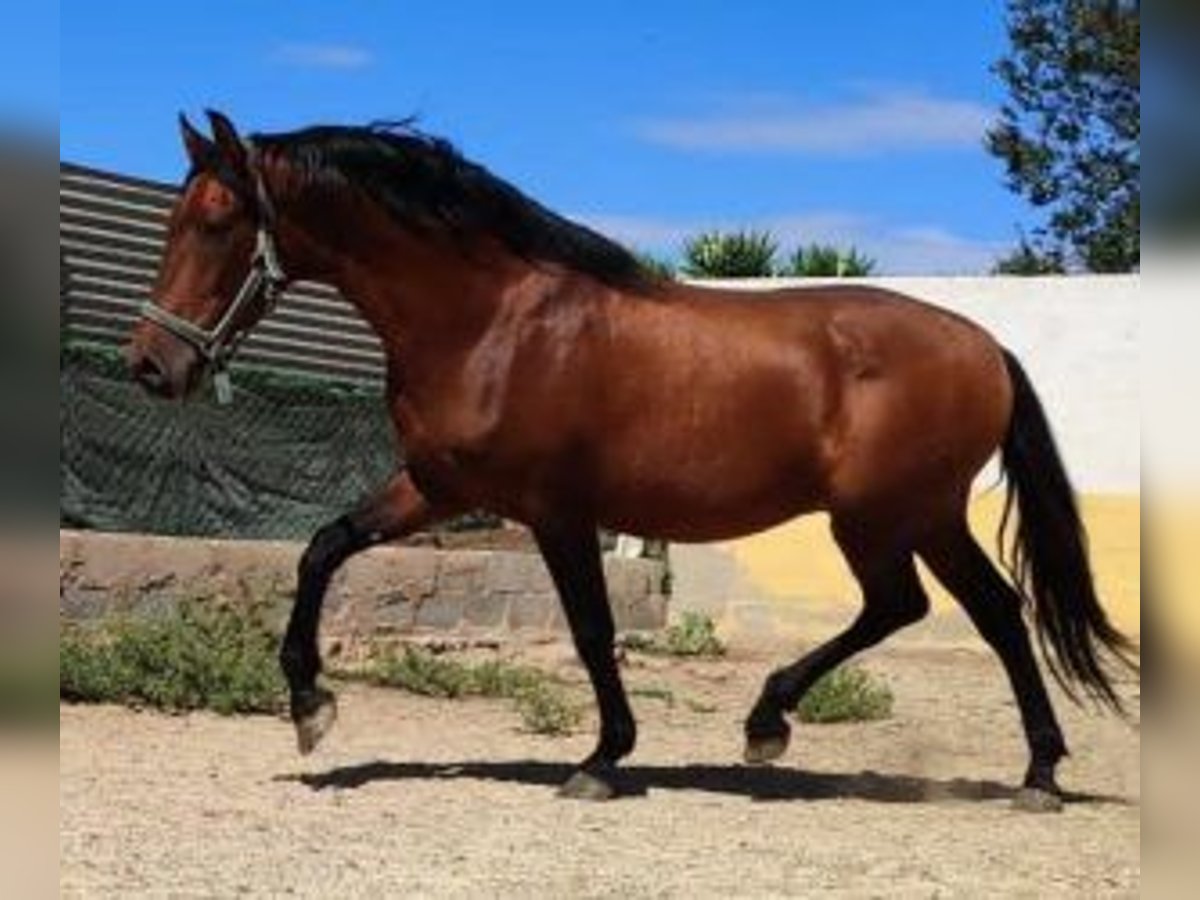 PRE Croisé Étalon 11 Ans 163 cm Bai cerise in Gijon