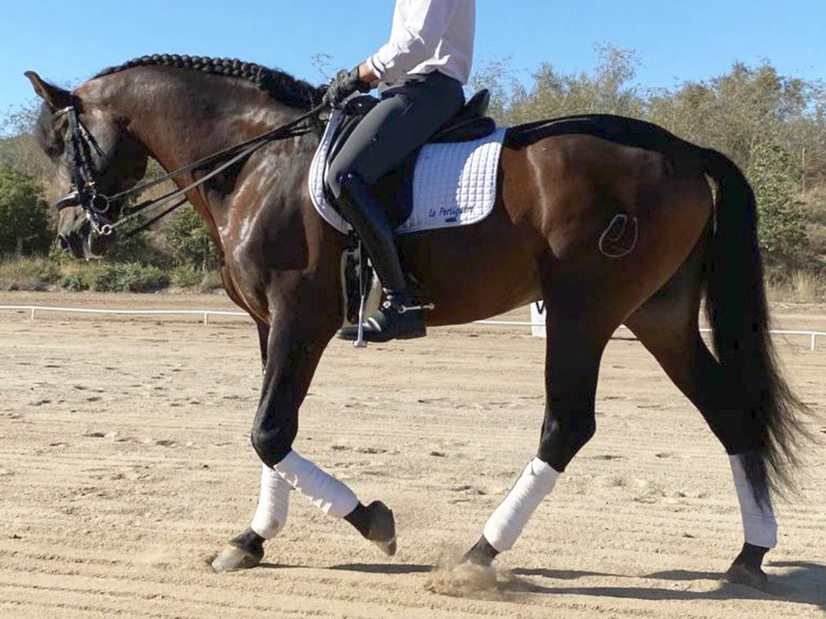 PRE Croisé Étalon 11 Ans 165 cm Bai cerise in NAVAS DEL MADRONO