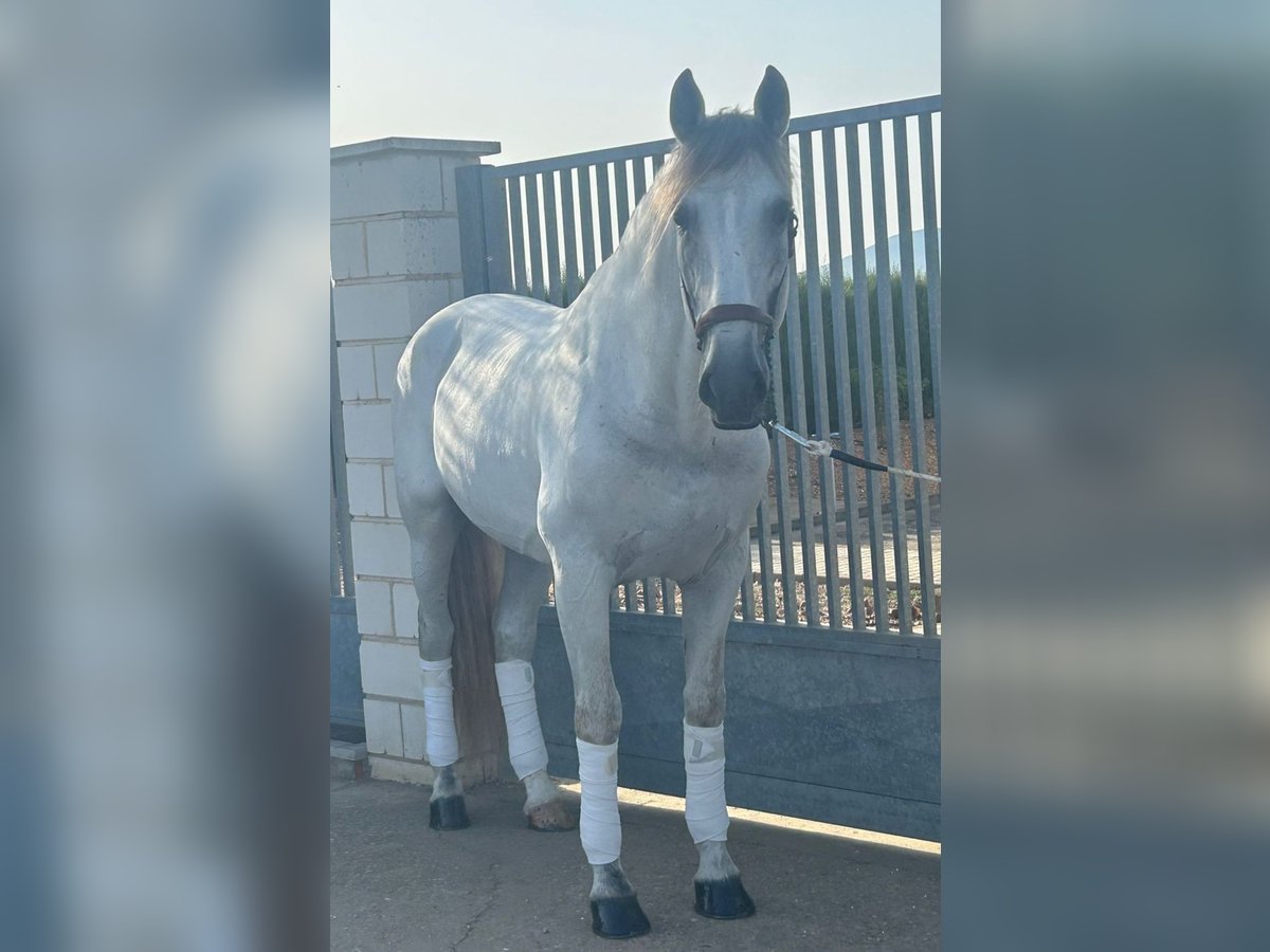 PRE Croisé Étalon 11 Ans 166 cm Gris pommelé in Martfeld