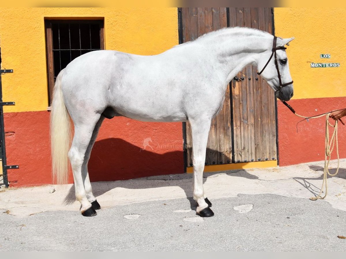 PRE Étalon 11 Ans 168 cm Gris in Provinz Malaga