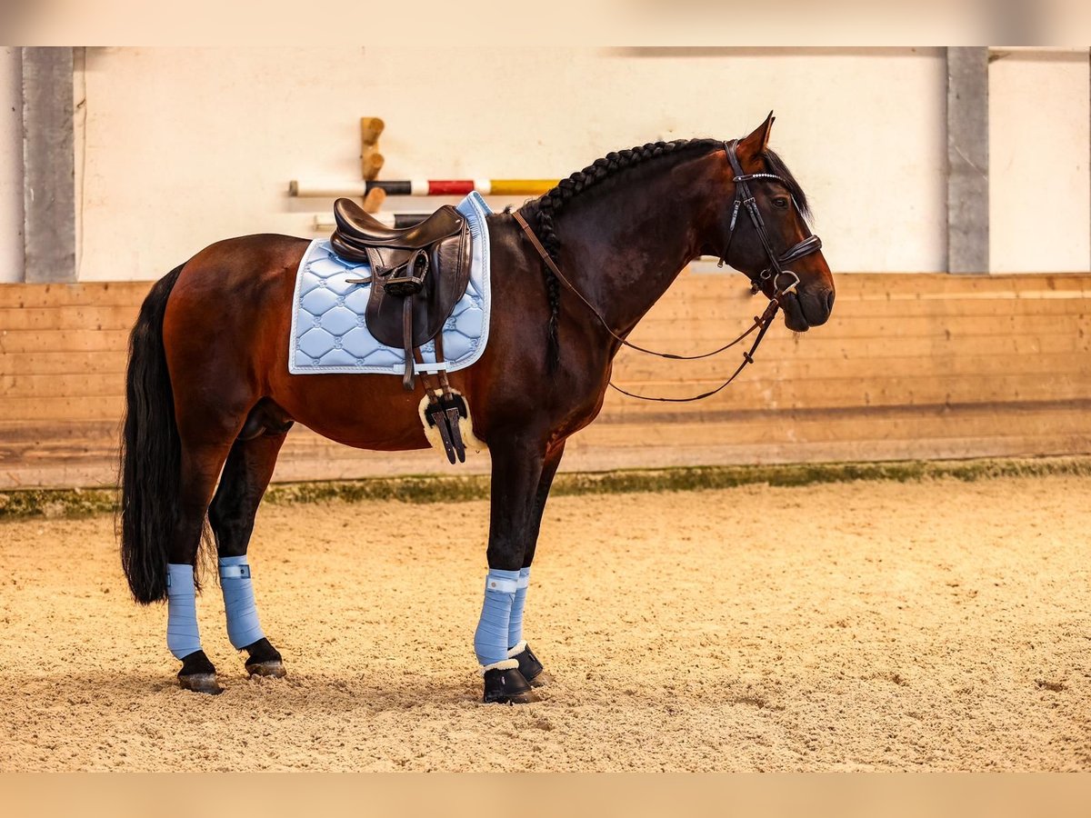 PRE Étalon 12 Ans 164 cm Bai brun in Karlsfeld