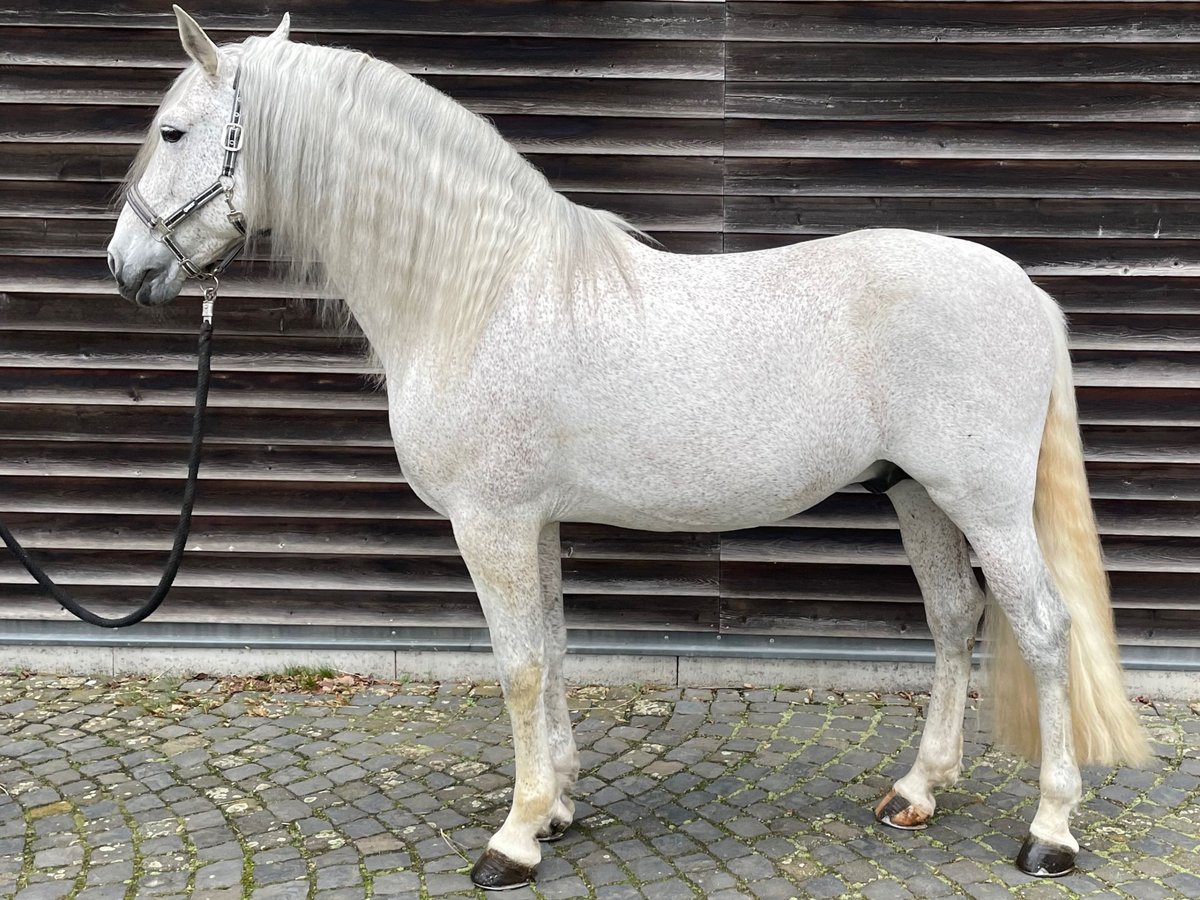 PRE Étalon 12 Ans 165 cm Gris moucheté in Otzberg