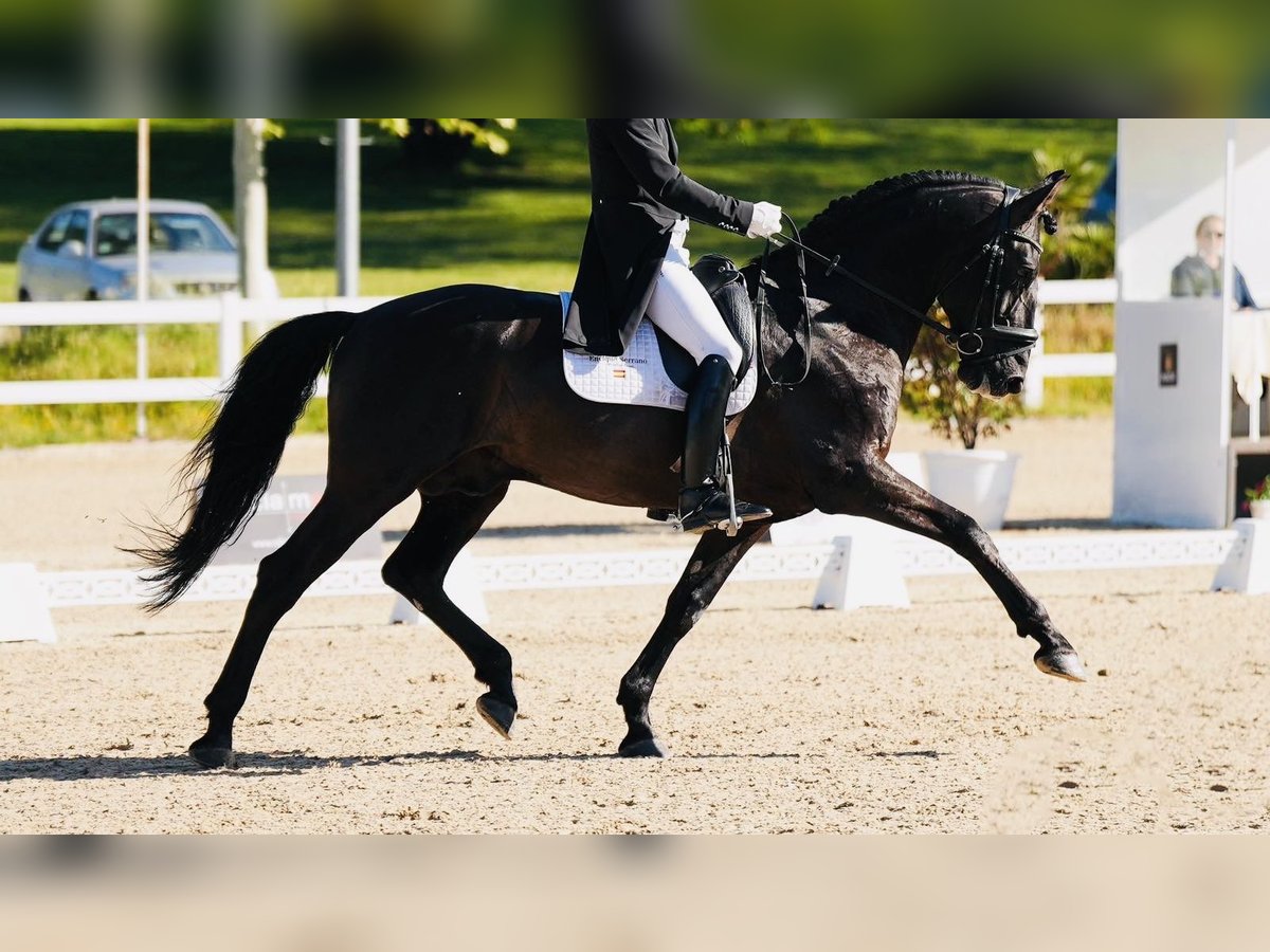 PRE Croisé Étalon 12 Ans 165 cm Noir in Madrid