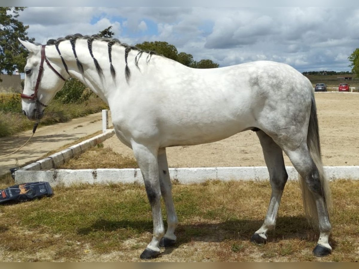 PRE Croisé Étalon 12 Ans 167 cm Gris pommelé in Martfeld