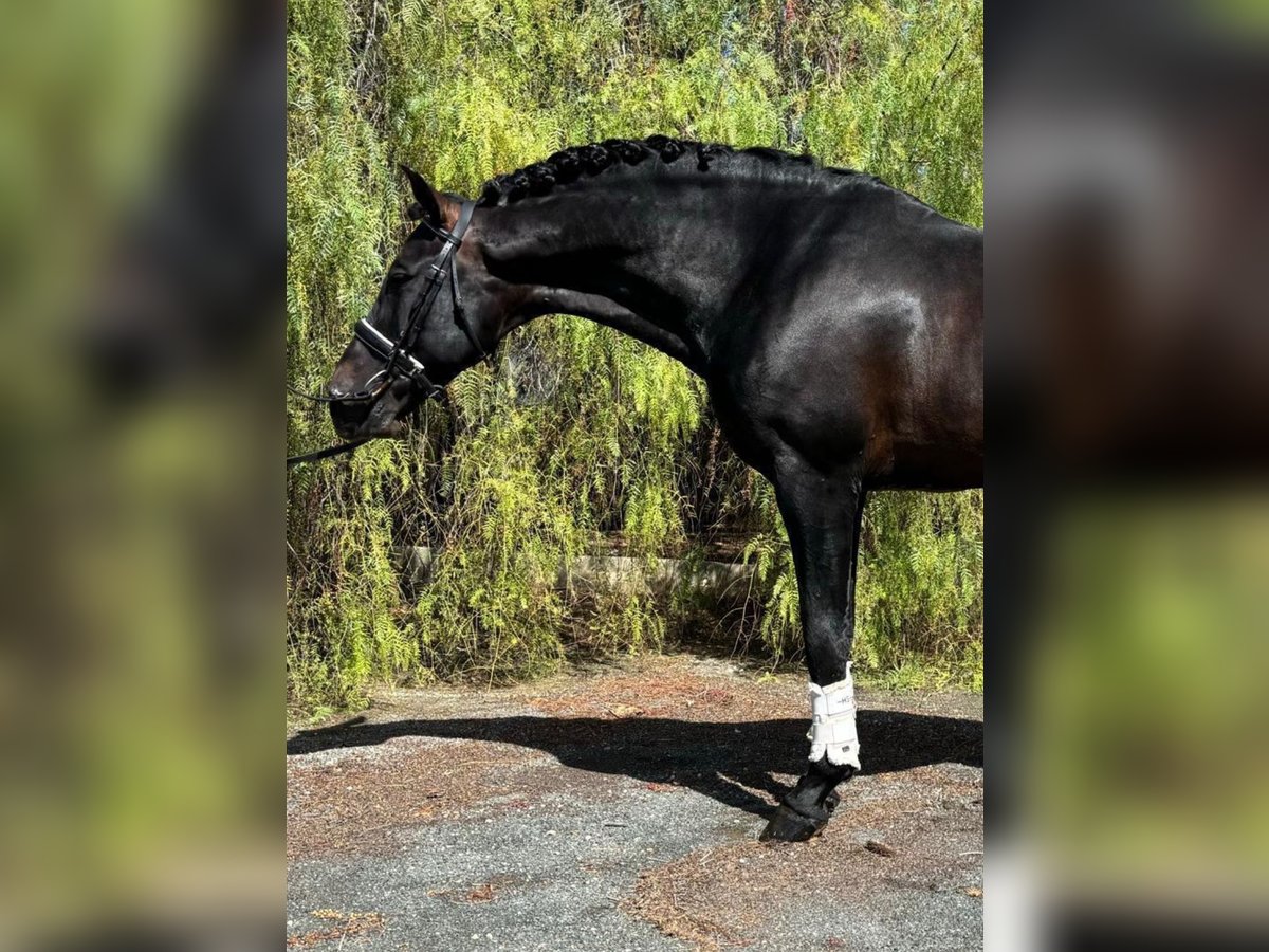 PRE Croisé Étalon 12 Ans 170 cm Noir in Martfeld