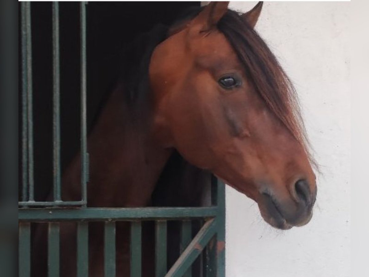 PRE Étalon 13 Ans 162 cm Bai brun in Ciutadella De Menorca