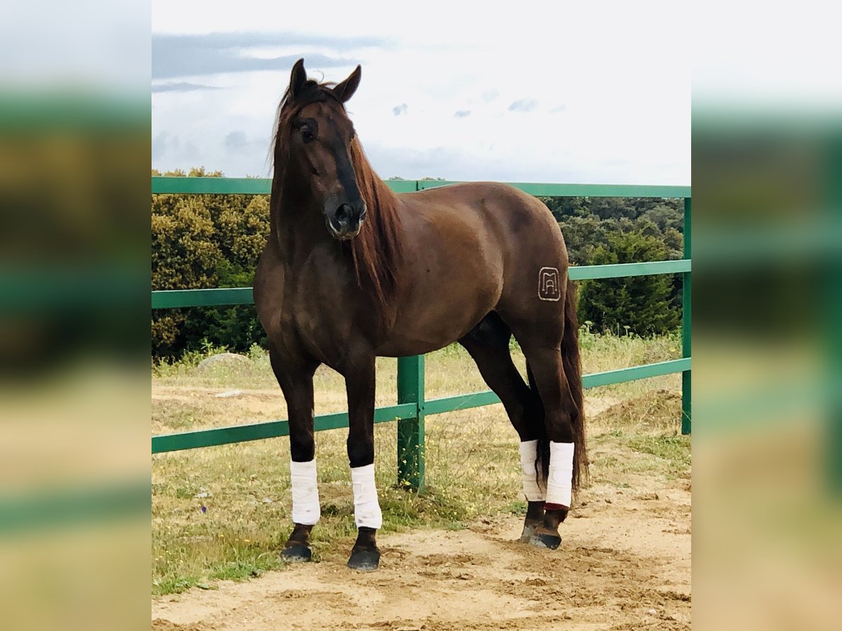 PRE Croisé Étalon 13 Ans 168 cm Alezan brûlé in Mejorada