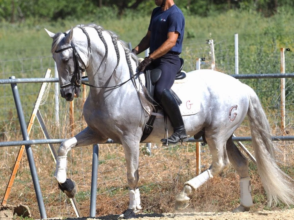 PRE Croisé Étalon 14 Ans 167 cm Gris in NAVAS DEL MADRONO