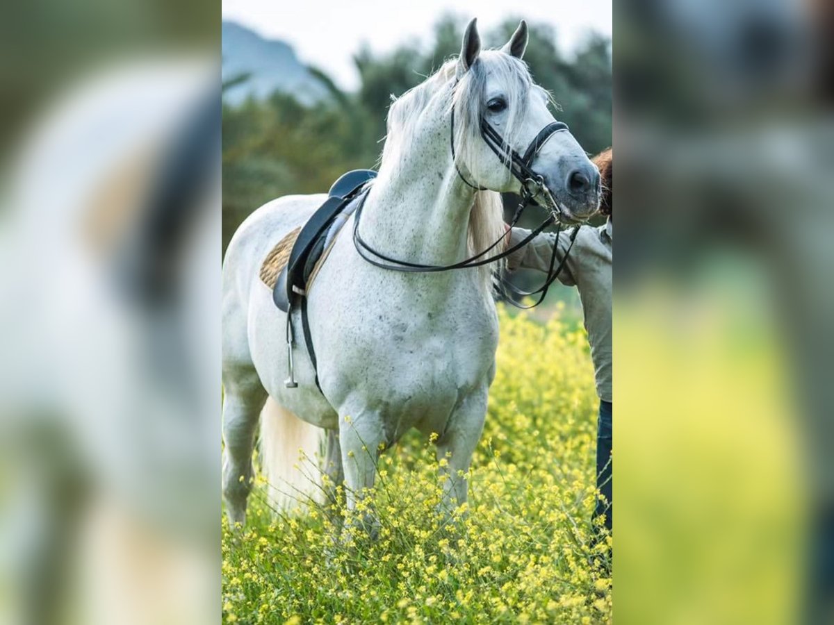 PRE Croisé Étalon 14 Ans 170 cm Gris pommelé in Martfeld