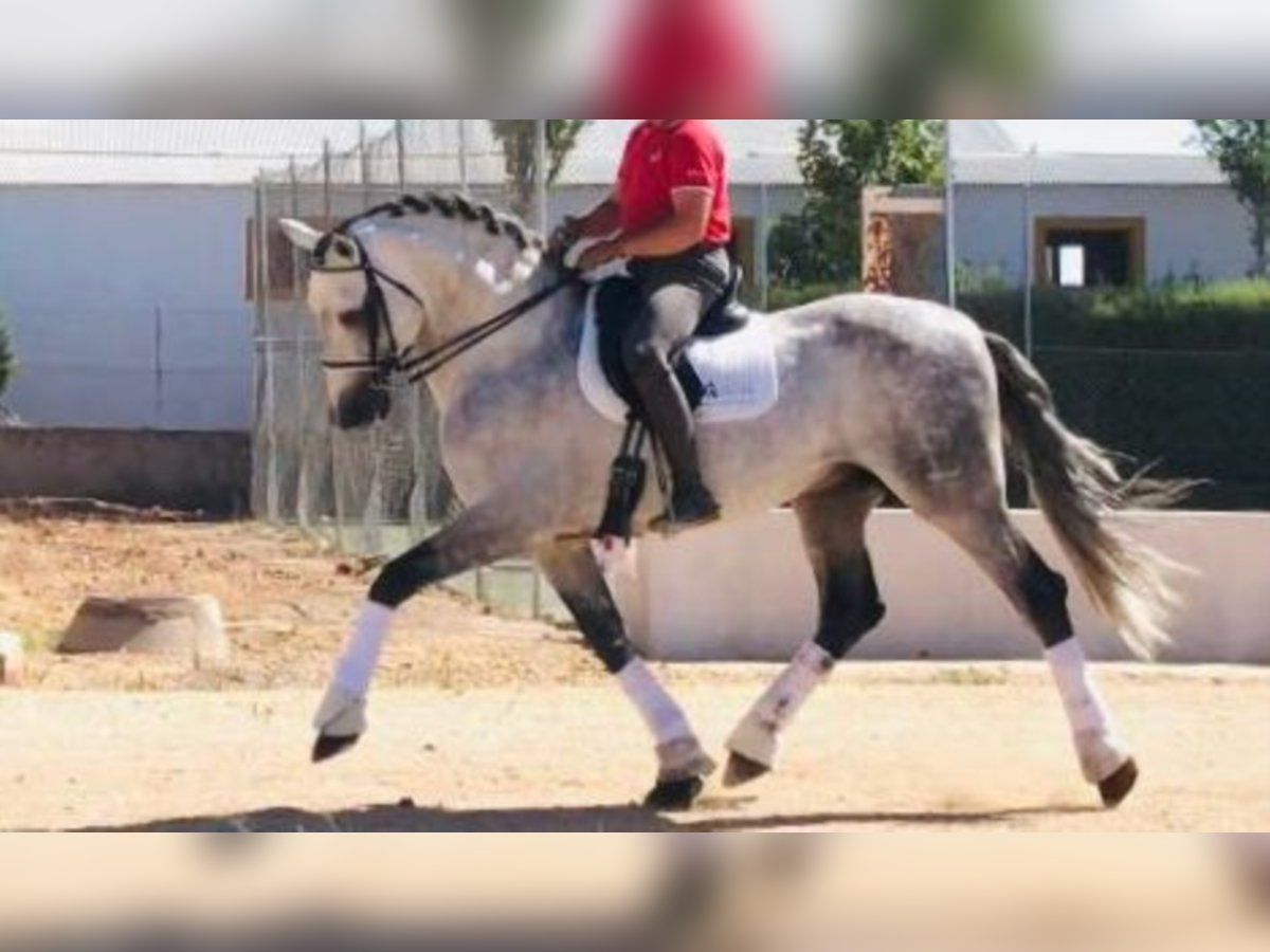 PRE Étalon 14 Ans 171 cm Gris in NAVAS DEL MADROÑO