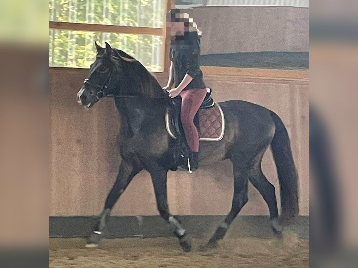 PRE Croisé Étalon 15 Ans 158 cm Bai brun in Lubmin