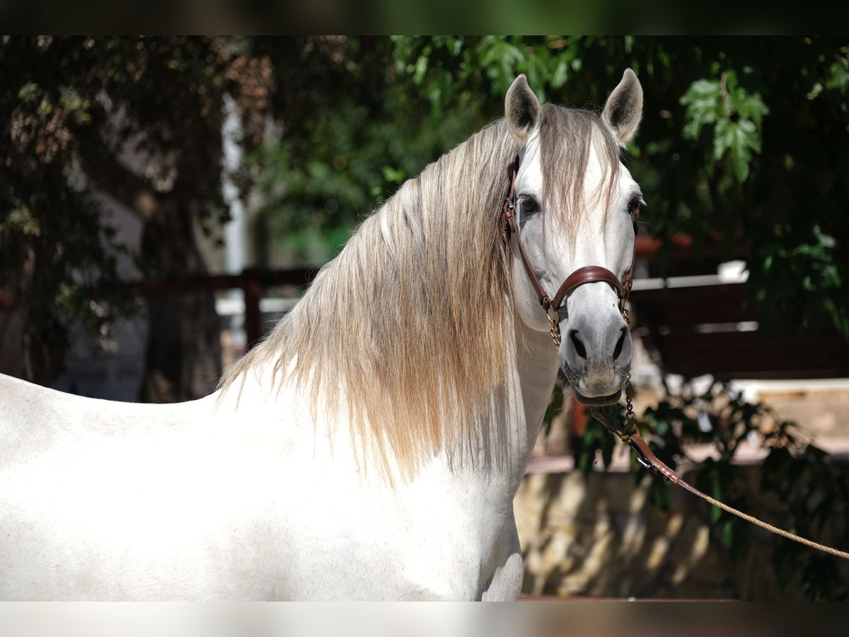 PRE Croisé Étalon 15 Ans 160 cm Gris in Hamburg