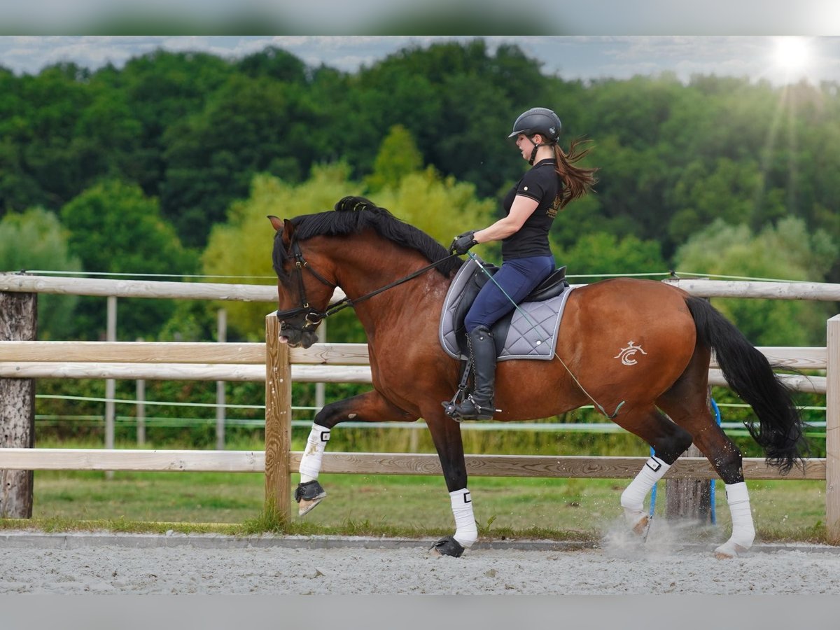 PRE Étalon 15 Ans 172 cm Bai cerise in HEUVELLAND