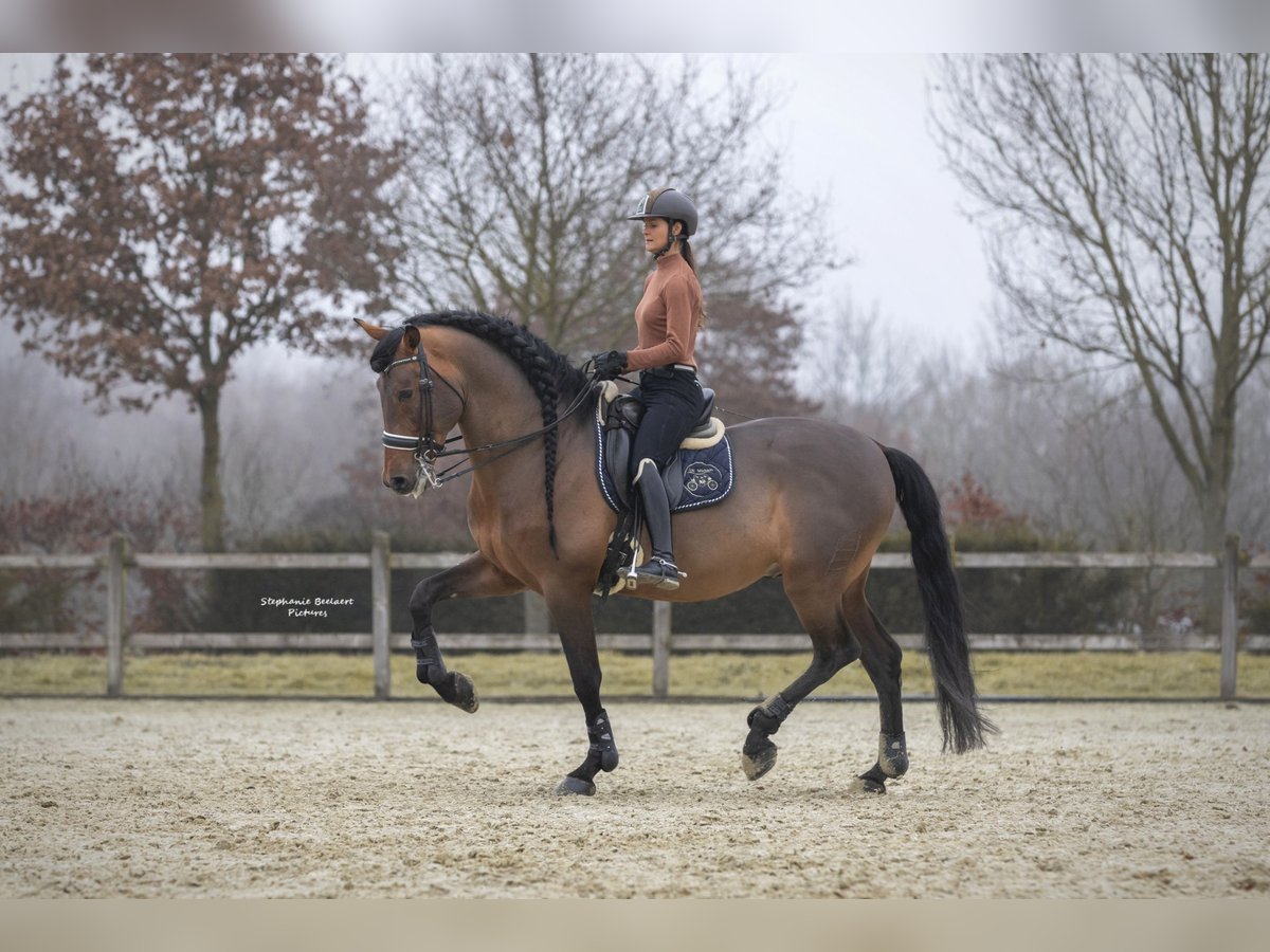 PRE Étalon 15 Ans 172 cm Bai in Meerdonk