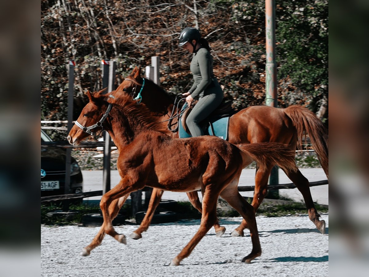 PRE Croisé Étalon 1 Année 123 cm Alezan cuivré in Žiri